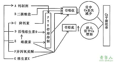 雌激素的生理功能是 雌激素是什么 雌激素有什么功能