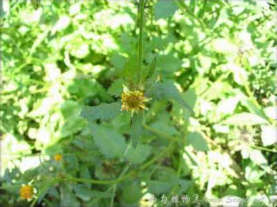 鬼针草能治高血压吗 郊游采点鬼针草,泡茶喝对血压好