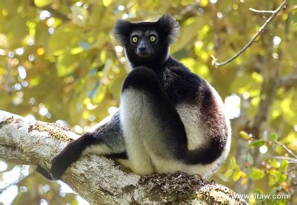 古大狐猴 大狐猴