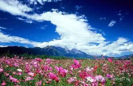 一起去看花开花落 2016年你会和谁一起去看花开似海？