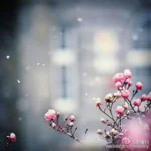 如果我是一片雪花诗歌 雪花 《雪花》诗歌