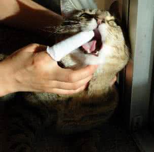 猫咪口臭要怎么去除 猫咪口臭怎么办