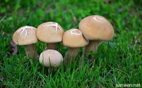 蘑菇的营养价值 蘑菇的营养价值 蘑菇蕴含4大营养“秘密武器”
