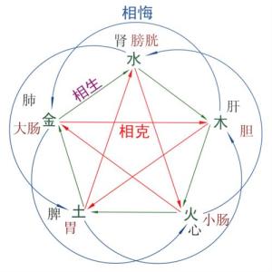 五行与五脏六腑的关系 五脏六腑的相互的关系 和五行的关系 它们的联