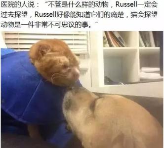 梦见救了一只猫 她在街头救下一只烧伤的猫，知道原因后，愤怒了！