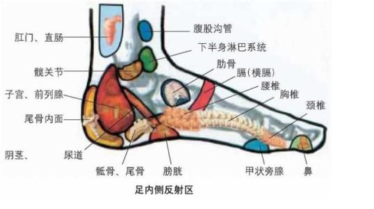 身体全息图 人体全息图