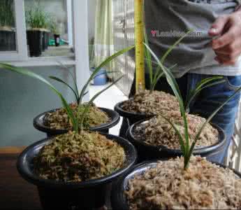 兰花施肥方法 兰花施肥方法 一种兰花肥的制作方法
