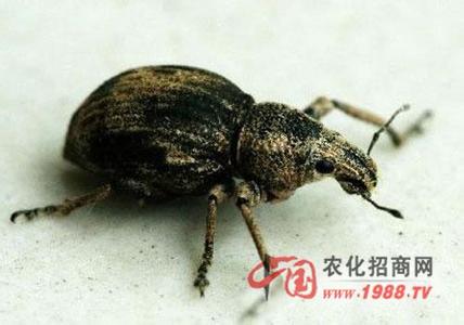 蒙古灰象甲 棉花蒙古灰象甲