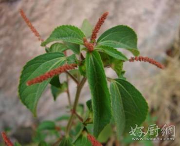 汇仁肾宝功能主治 汇仁肾宝功能主治 认识一下铁苋菜的功能主治