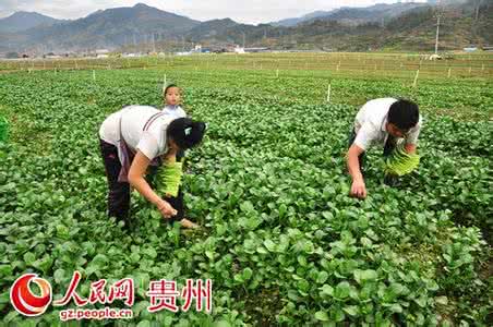 蔬菜采摘 蔬菜采种