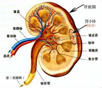 肾盂肾炎症状与治疗 肾盂肾炎是什么 肾盂肾炎症状和治疗