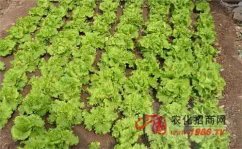 生菜播种时间 生菜播种时间(附播种方法)