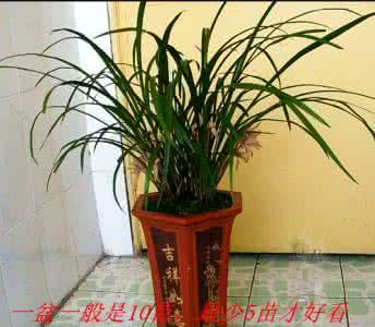 盆栽兰花的修剪 盆栽兰花的养护