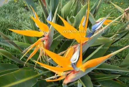 天堂鸟种植 天堂鸟图片 天堂鸟图片，天堂鸟种植管理