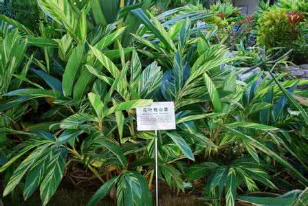 艳山姜与砂仁的区别 花叶艳山姜