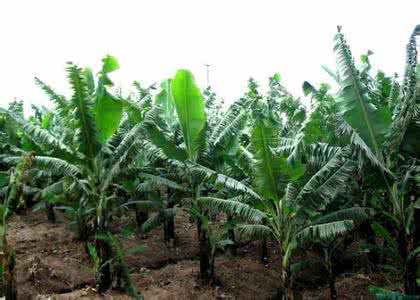 营养丰富的食品 1种田间地头的野草，是营养丰富的食品，更是天然高效的消炎药