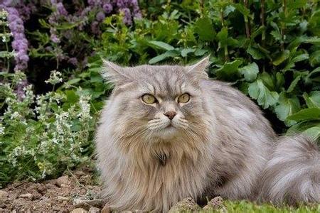 如何防治猫白天睡觉 如何防治猫感冒