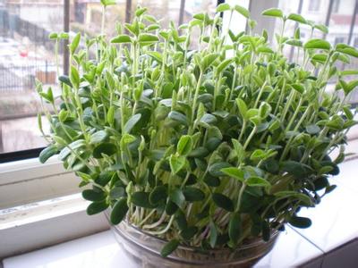 豆苗无土栽培 我家阳台|豆苗好吃不难栽 无土无肥无公害