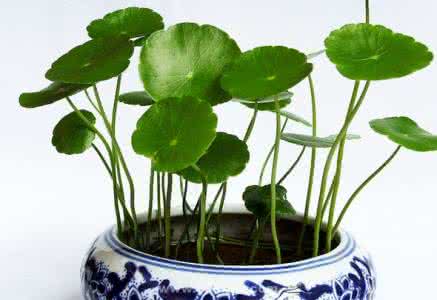水生植物怎么养 水生植物介绍 水生植物怎么养 水生植物介绍