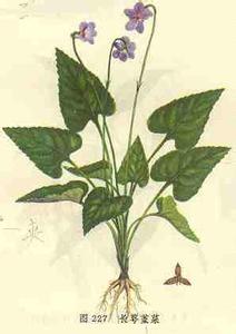 中草药图谱 中草药图谱14