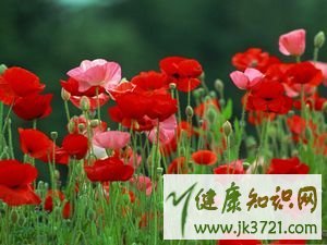 花草茶和花果茶的区别 五一出游别碰8种花草