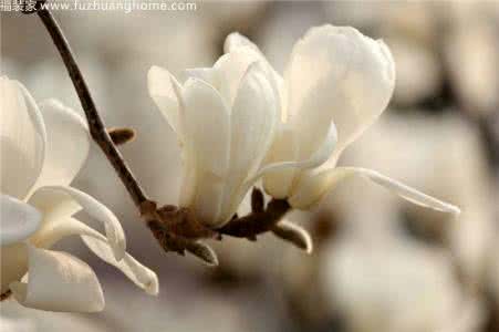 木兰花花语 木兰花花语 木兰花花语推荐 木兰花花语介绍