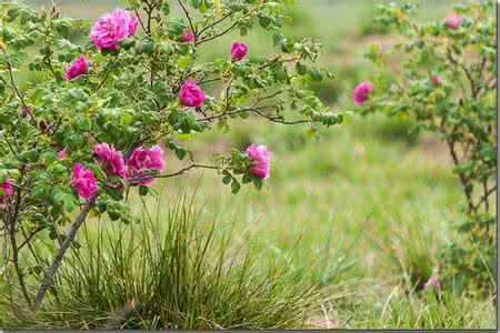 平阴玫瑰花 2014平阴玫瑰花