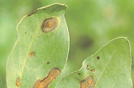蚕豆锈病 蚕豆轮纹病