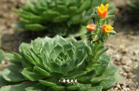 景天科多肉植物图片 多肉植物  景天科植物(Crassulaceae)图片