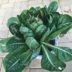 适合家庭种植的蔬菜 春季适合在家里种的蔬菜，手把手教你种养