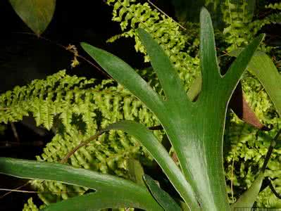 鹿角蕨图片 鹿角蕨(图)