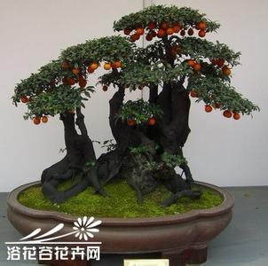 冬季果树修剪技术 冬季果树盆景修剪技术