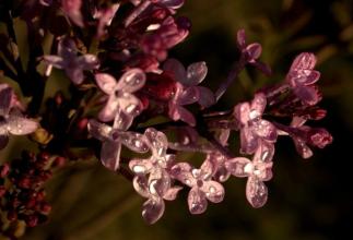 丁香花开美文 绻绻丁香,落寂花开【情感美文】