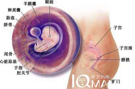 怀孕两个月胎儿有多大 怀孕两个月胎儿有多大 女性在怀孕12周胎儿有多大