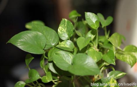 植物毒素 22种家居植物让毒素烟消云散