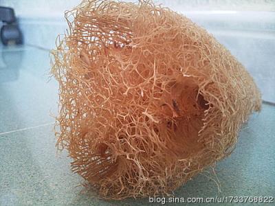 丝瓜瓤 丝瓜瓤让乳汁更畅通