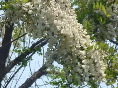 河南的槐花什么时候开 槐花什么时候开