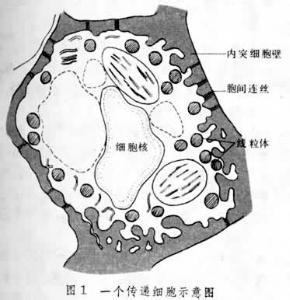 传递细胞的功能 传递细胞