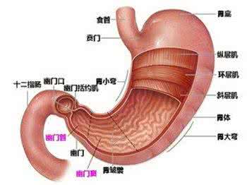奇迹暖暖人体素材 【生理】《人体奇迹》「全3集」