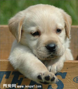 泰迪幼犬饲养方法 狗妈妈必知的幼犬饲养技巧