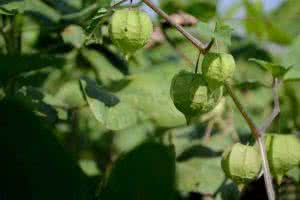 灯笼草泡水喝的功效 灯笼草的功效与作用