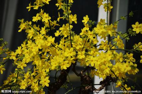 迎春花什么时候开 迎春花什么时候开 2015罗湖花市什么时候开始？2015罗湖花市时间_迎春花什么时候开