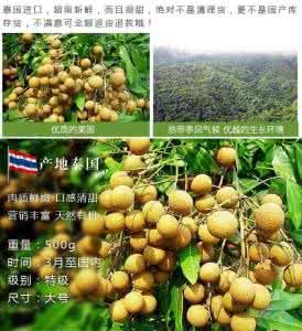 龙眼的营养价值及功效 龙眼的营养价值及功效 龙眼的功效与作用-龙眼的营养价值