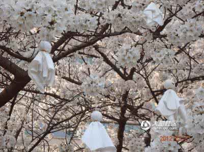 樱花瓷砖 樱花瓷，旧光阴