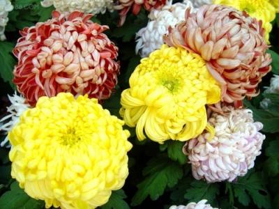 凤主山河帝女花 帝女花 菊花(帝女花)【菊科】