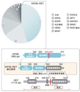 ct无异常能排除肺癌吗 研究人员在肺癌中发现一些新的异常基因