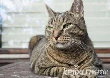 人类残忍虐杀猫的视频 专家 基因决定家猫不能成为人类最好朋友