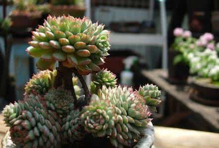 多肉植物小红衣 【园艺】多肉植物小红衣的冬季养护技巧
