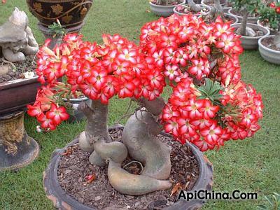 沙漠玫瑰有毒吗 【沙漠玫瑰】沙漠玫瑰有毒吗_沙漠玫瑰