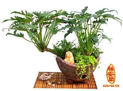 家居风水植物 家居风水植物:令箭荷花的风水作用